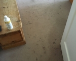 Carpet Cleaning